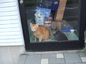 �͂��I�V����ł��B