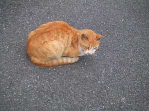 �����܂���I