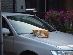 �ǂ��ɂ����ā`