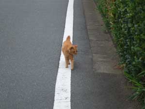 �����Ȃ̎q