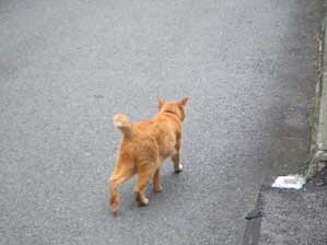 �����Ă����ȁ@�������Ⴈ�I