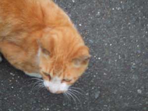 ����[�@�߂��B