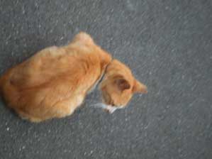 �ʂ�߂����B