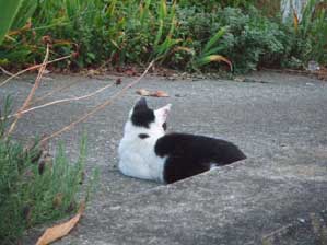 �܂��z���I