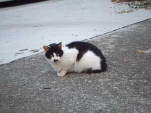 �킩��܂����@�����������܂���