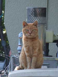 �i���W���`