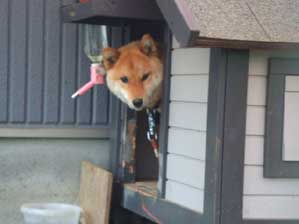 ���͂悤�Ł@������B