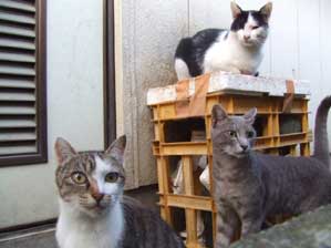 �͂��@�`�[�Y