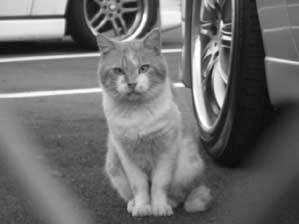 �ǂ�����ł��傤�`