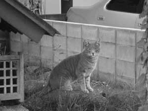 �����ł���`��