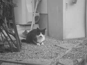 ������Ɨ��ɏo�Ă����̂�