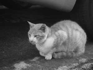 ���肪����`