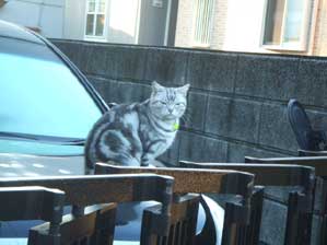 �H�~�̏H�ŃS���X