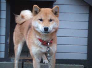 ���͂悤�I�@���܂ɂ̓w�����b�g����Ĉ��A�����ȁB