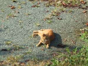 �����т܂���`��