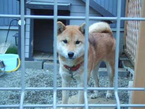 ���͂悤�I�C�����̂��������ˁ`