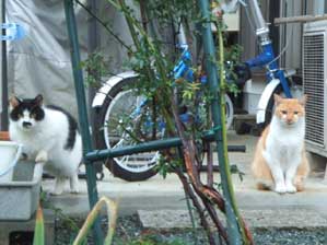 �q�Q���₶�B�B�B�Ƃ��ȁ`