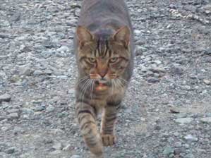 yo ba re ta ka ra ki ta yo