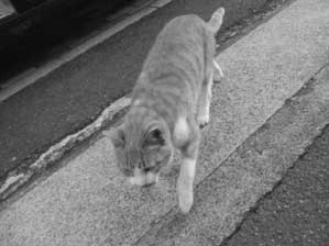 watasimo yo ba re ta ka ra ki ta yo