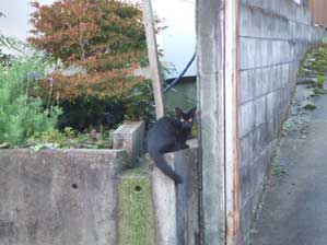 �ĂԂȂ�@���@�낵�Ă���񂾂���