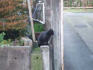 �����̊l������`