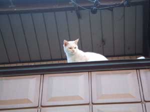 �����Ă݂��I