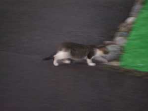 �X�^�@�X�^�@�X�^