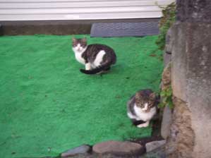 ���͂悤�������܂��I