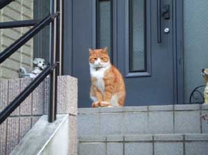 ���J�ߒ����@���肪�Ƃ��I�I�I