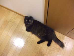 �Ȃ񂾁@���̂��₶