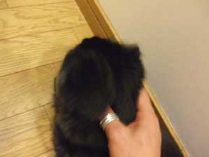 ����[�[�@���������₶�������p���`�`