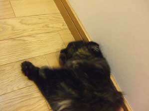 ���������������@�Q�Ă��܂�������