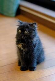 ���������̎ʐ^