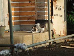 ���C�V���@���C�V��