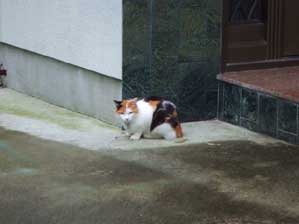 ����Ȃ���@�����Ă����I