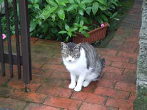 ���邹�`���Č����Ă��邾�낤�I