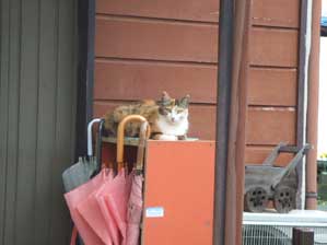 �ߊ���Ă���`�@����ȁ`