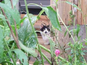 �����v���o���Ă����