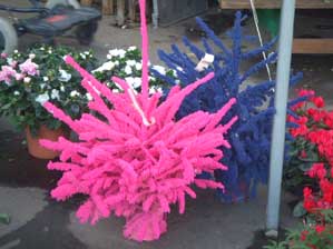 �t�����X�I