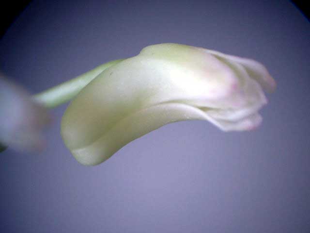 ���킢���ł�