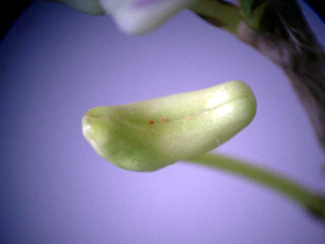 ���C�V���I