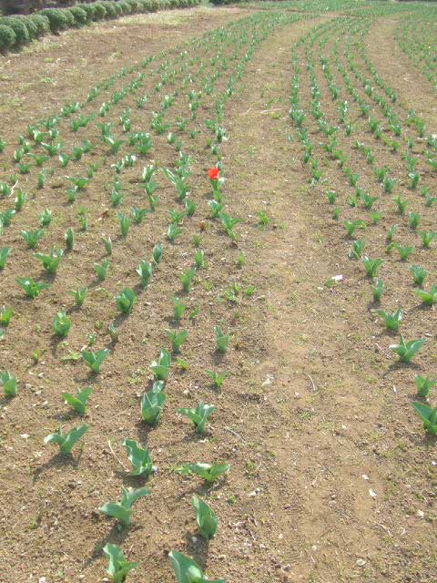 �|�c�`���I