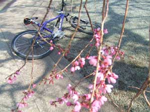 ���]�Ԃł͂�����Ɣ��܂���