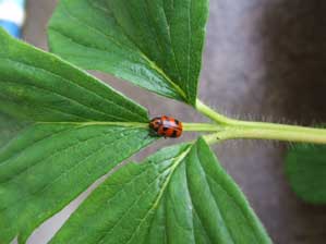 ���Ă�Ƃ����H