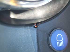 ���Ă�Ƃ����H