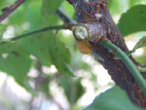 ���Ă�Ƃ����H