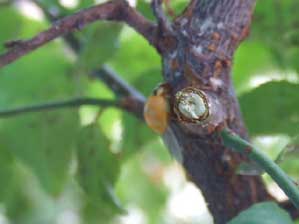 ���Ă�Ƃ����H