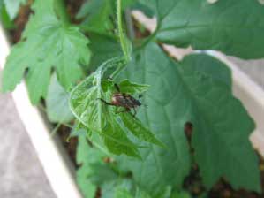 ���҂ł��傤�`�ˁ`