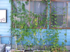 ��ꃖ����