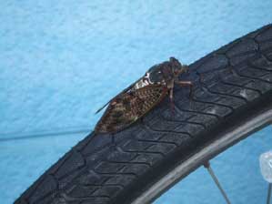 ���������x�܂����āI